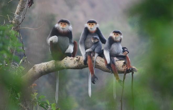 KẾ 9: RUNG CÂY DỌA KHỈ